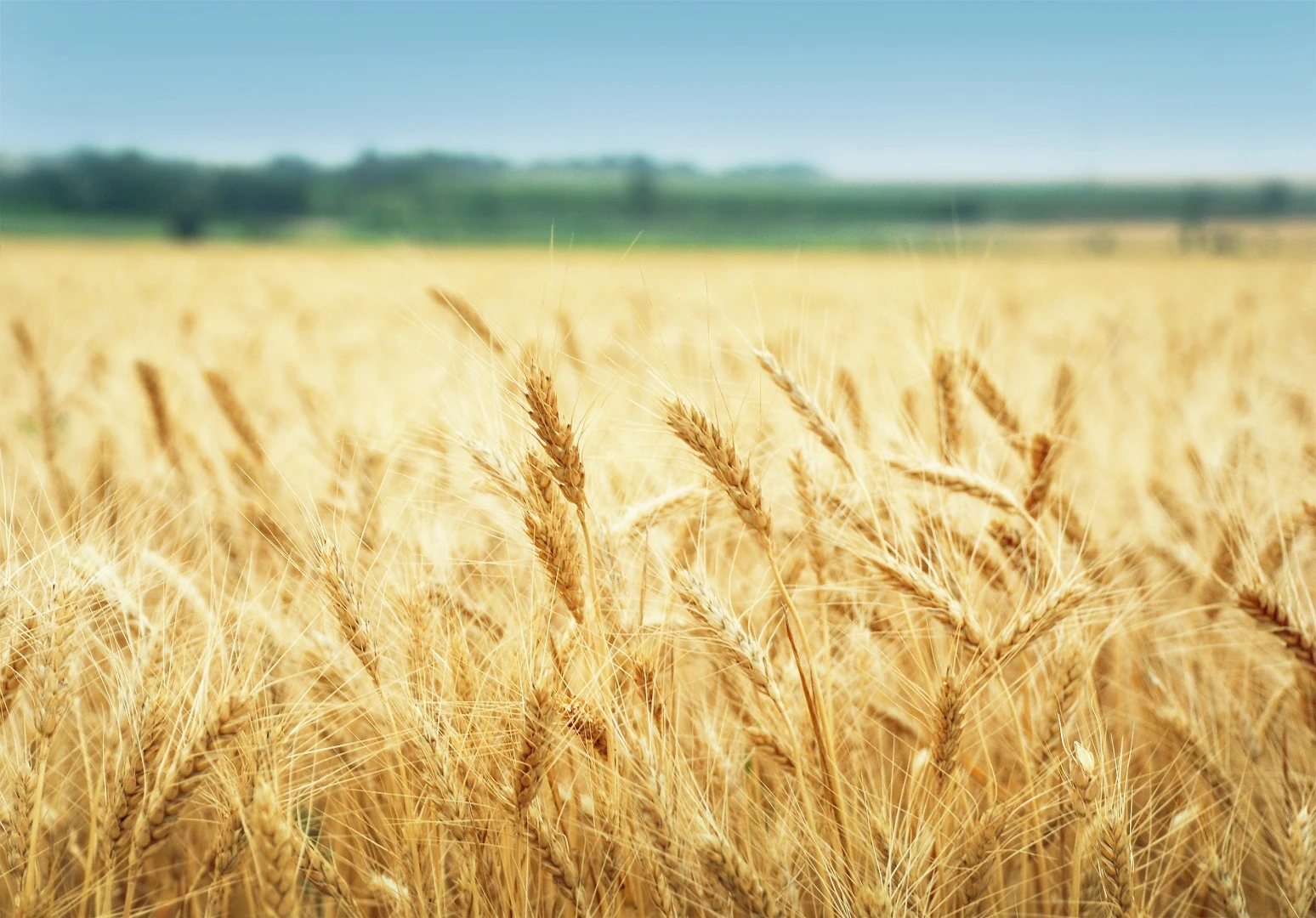RNA vaccines could provide protection from pests without the use of pesticides