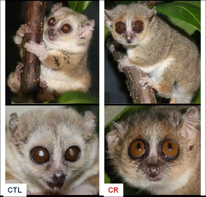 The study shows a clear difference between two 9-year-old mouse lemurs: the control group (left) has more signs of aging, such as cataracts and whitened fur, while the calorie-restricted lemur (right) has the physical health of a younger animal