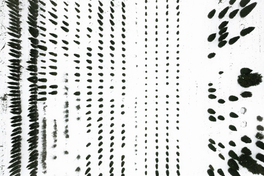 The Botanical Series: A look at reforestation tree nurseries in Germany where young trees are cultivated