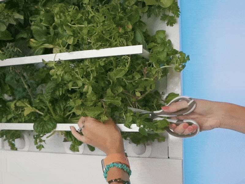 Other than occasionally topping up the water tank and adding pre-measured nutrients, all the kitchen gardener needs to do is harvest