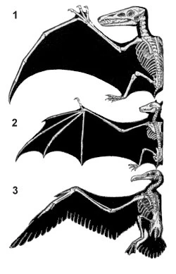 A pterosaur wing, bat wing, and bird wing.Image via Wikimedia Commons.