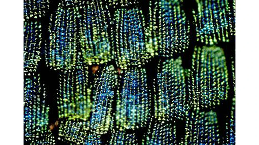The bright green wings of the P. blumei butterfly result from the mixing of the different colors of light that are reflected from different regions of the scales (Image: Mathias Kolle, University of Cambridge)