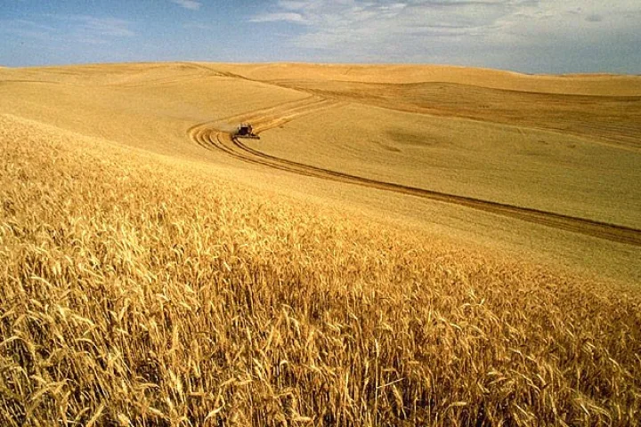 A just-published paper suggests that the cultivation of perennial grain crops could revolutionize agriculture