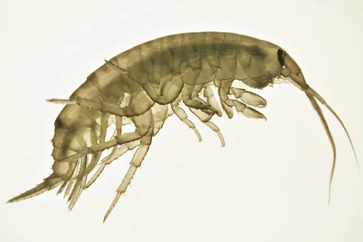 A study has found that plastic additives can interrupt the reproductive behavior of a key player in the aquatic food web