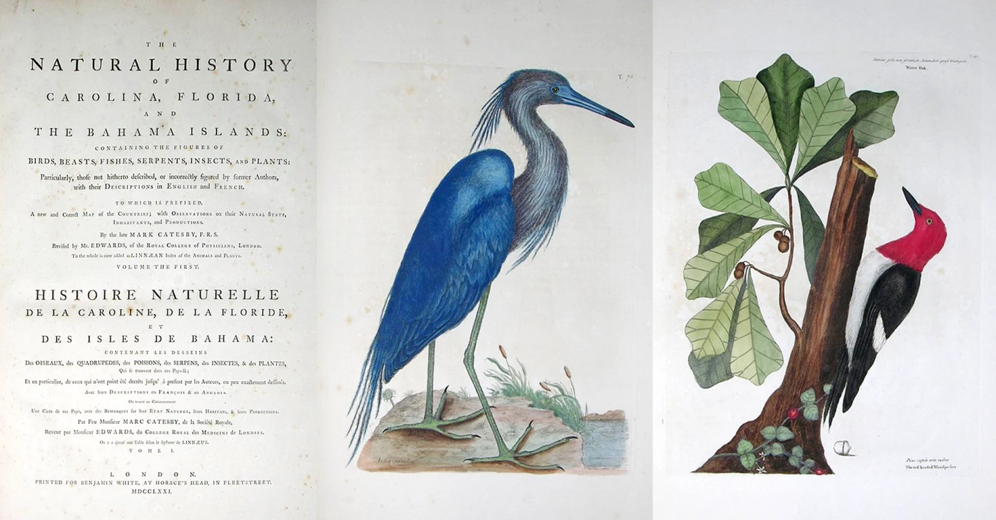 This is a first edition of The Natural History of Carolina, Florida and the Bahama Islands, the first published account of the flora and fauna of North America. Published by English naturalist Mark Catesby between 1729 and 1747, the two volume set included 220 plates of birds, reptiles, amphibians, fish, insects, mammals, and plants, making Catesby the first natural historian to combine ornithological details with botanical ones. The first edition was published in parts and completed in 1747. It is the earliest color plate book on American birds and was exceptionally well received. In a contemporary review in Philosophical Transactions, Cromwell Mortimer, secretary of the Royal Society, called it "the most magnificent work I know since the Art of printing has been discovered." It sold for $305,000 at Arader Galleries on March 26, 2017