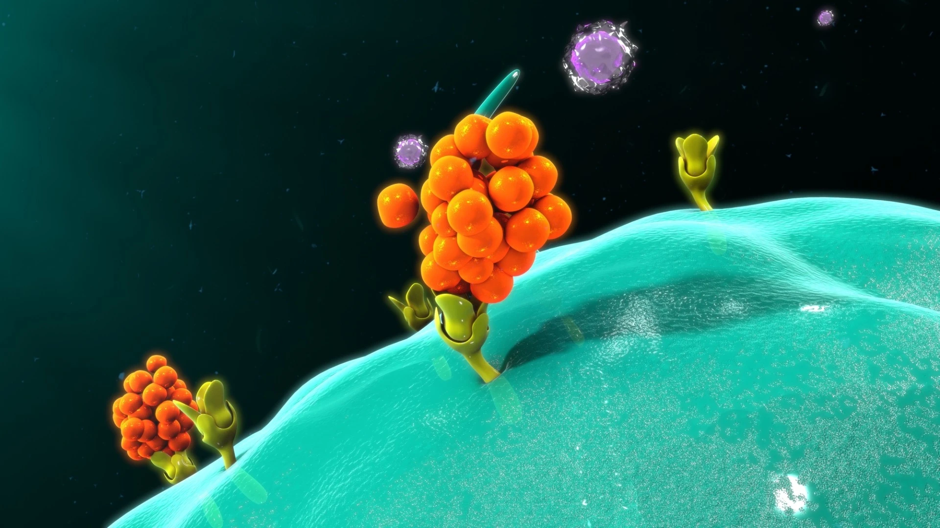 Cancer immunotherapy could be improved by adding proteins that bind molecules to cancer cells like Velcro