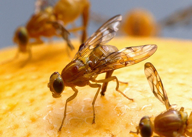 Inspiration from the fruit fly could simplify how wireless sensor networks communicate