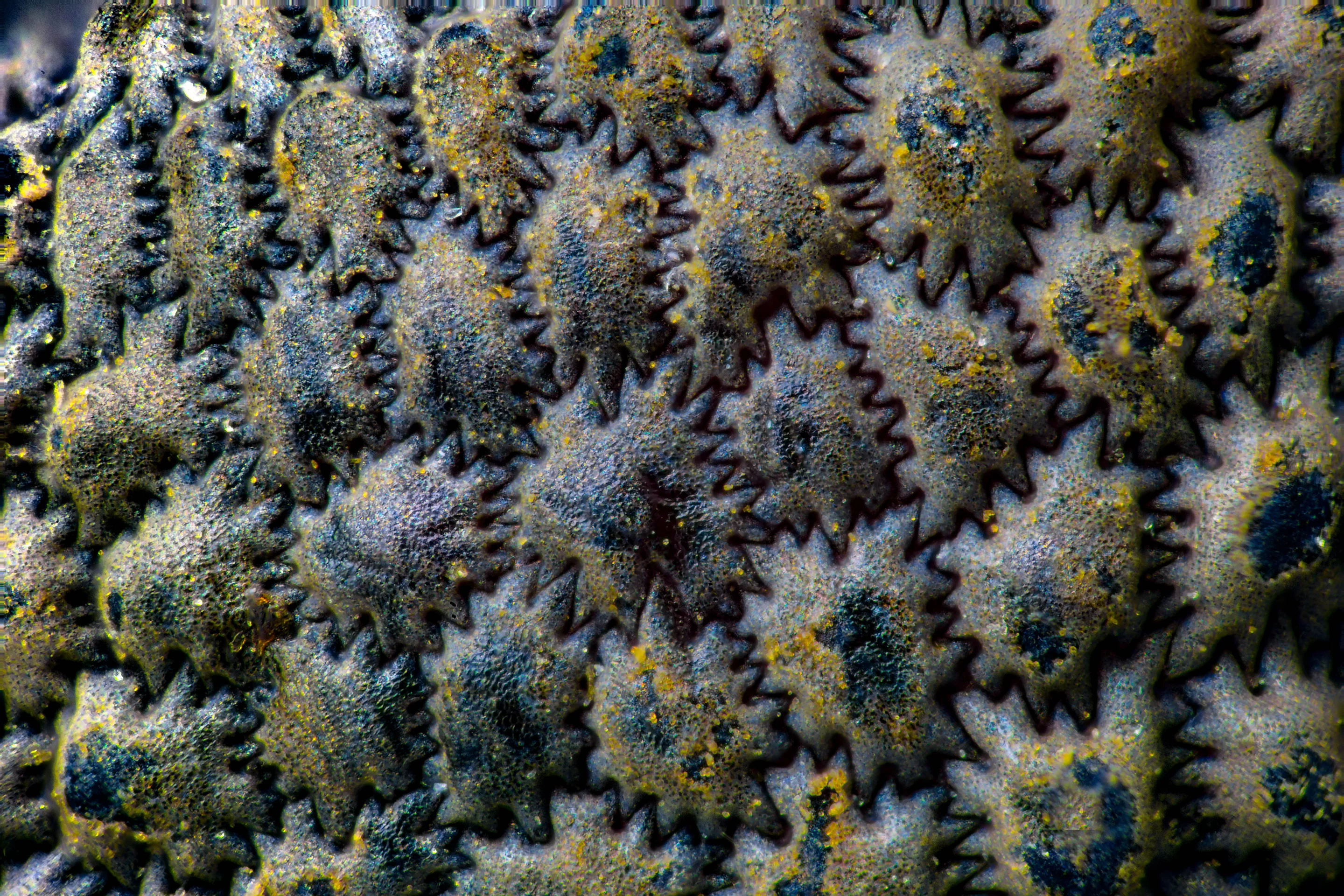 Image of Distinction. Surface of an unknown seed