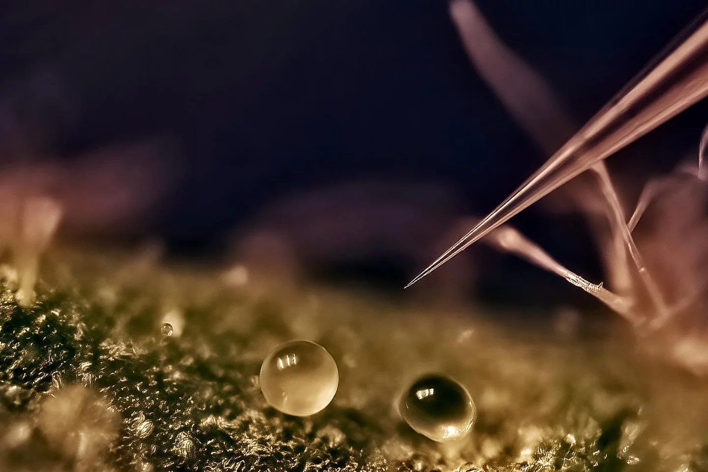 The tip of the system's microneedle has a diameter of about 10 micrometers – the targeted plant cells are approximately 100 micrometers in width