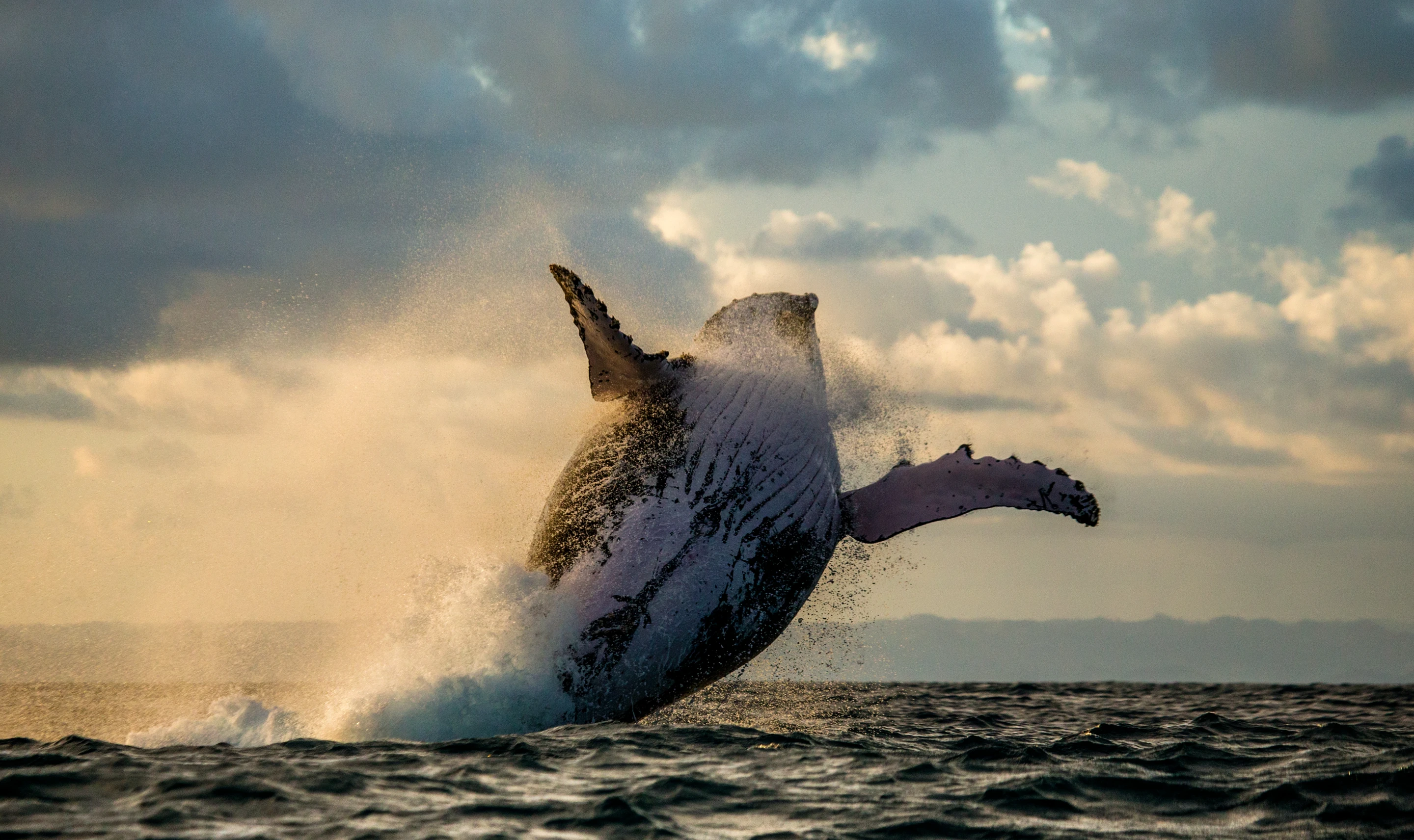 The researchers say that whale songs are one of the most striking examples of social learning in non-human animals
