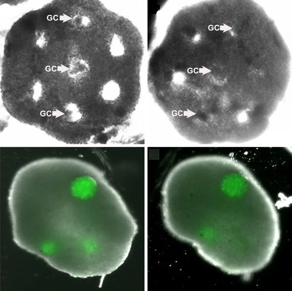 An engineered honeycomb of cultured theca cells (top row) envelopes spheres of granulosa cells (GC). The bottom row shows the tissue after 48 hours (left) and after five days (Image: Carson Lab / Brown University)