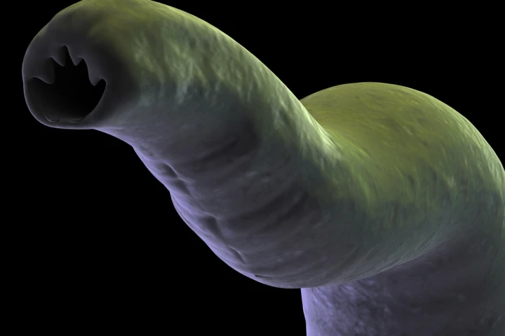 The new vaccine’s active ingredient comes from hookworms themselves, a protein from a common species of adult hookworm (Photo: Shutterstock)