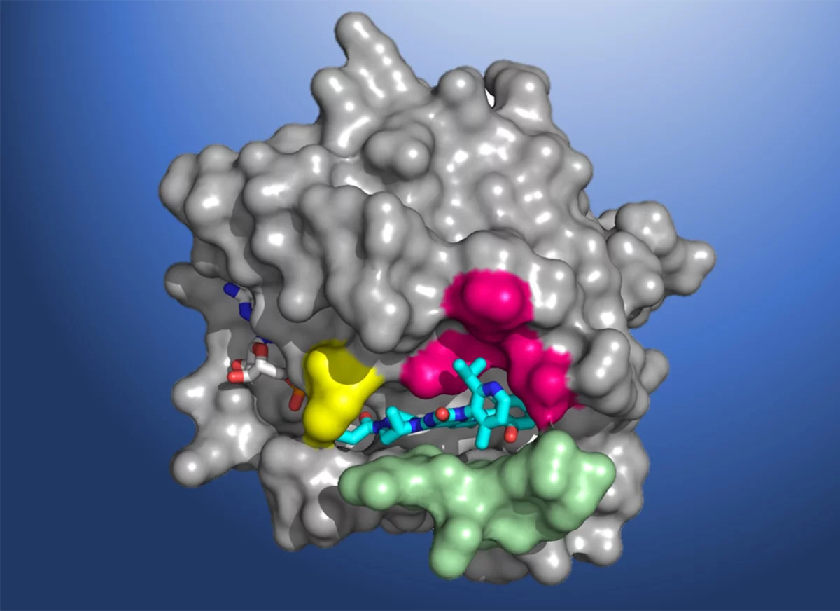 A structural map of the KRAS(G12C) protein, complete with the AMG 510 molecule bound to the pocket