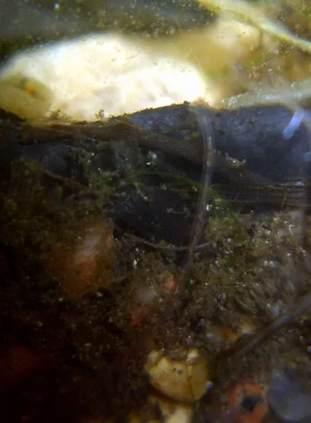 Worm in a home-made closed ecosystem