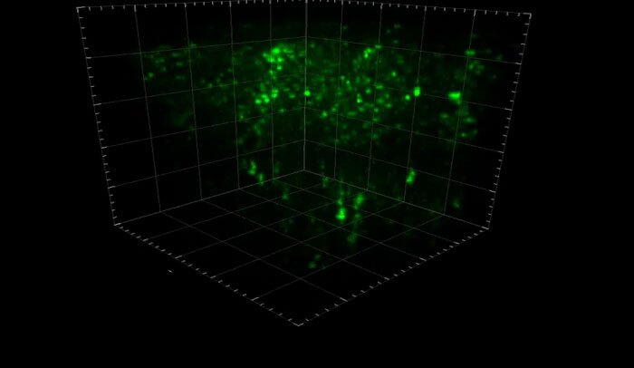 Neurons within a three-dimensional section of mouse brain were genetically altered to flouresce as they signal to one another
