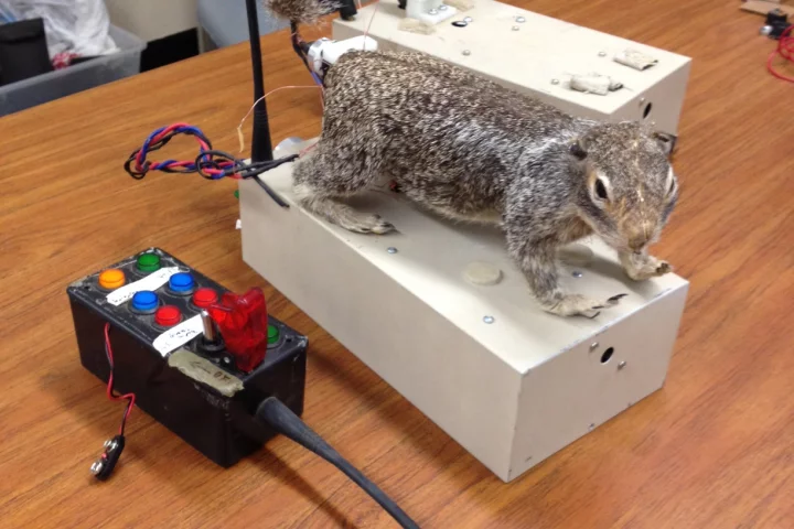 One of the robosquirrels used in the rattlesnake study (Photo: Andy Fell, UC Davis)