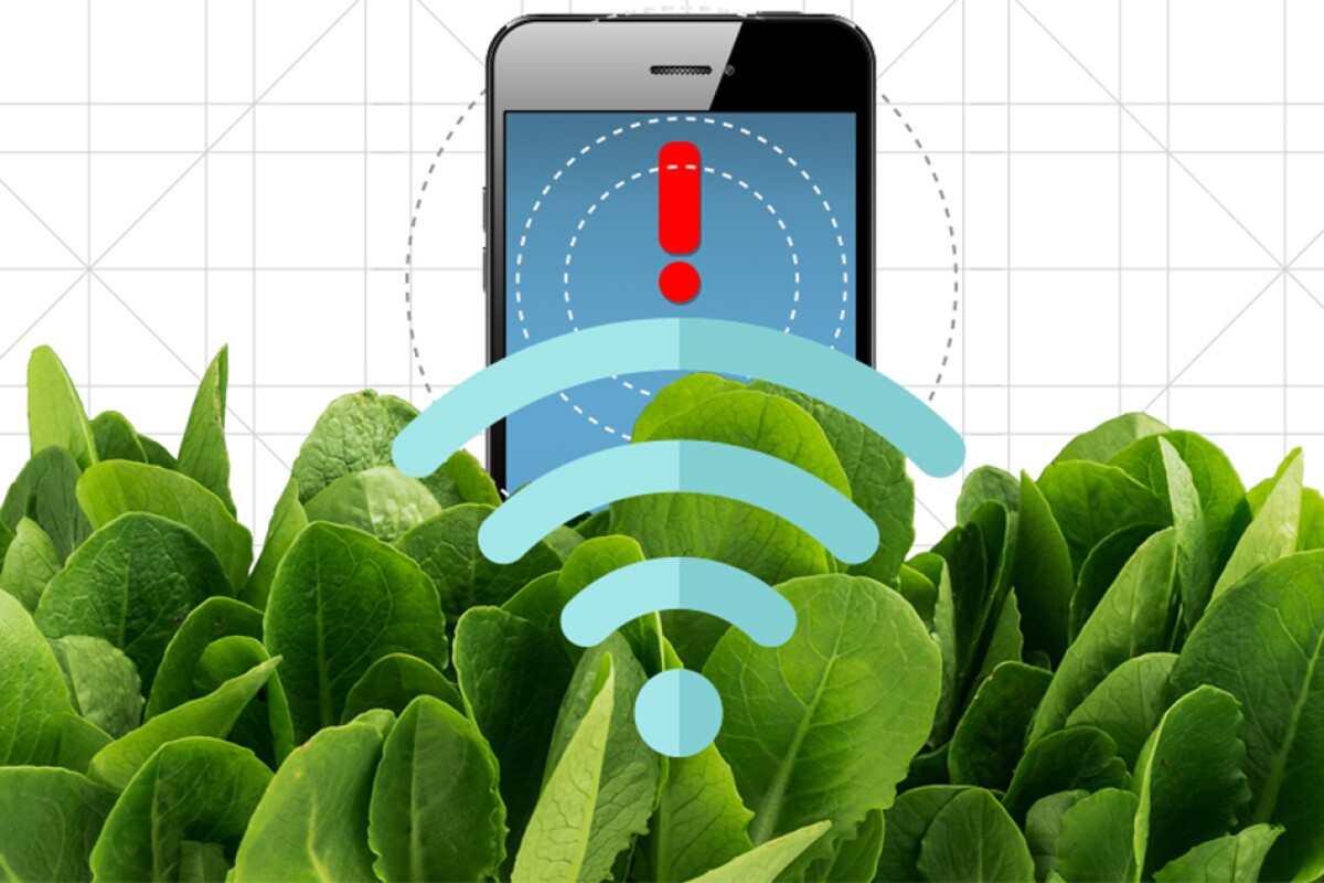 Nanobionic spinach can be used to detect explosives