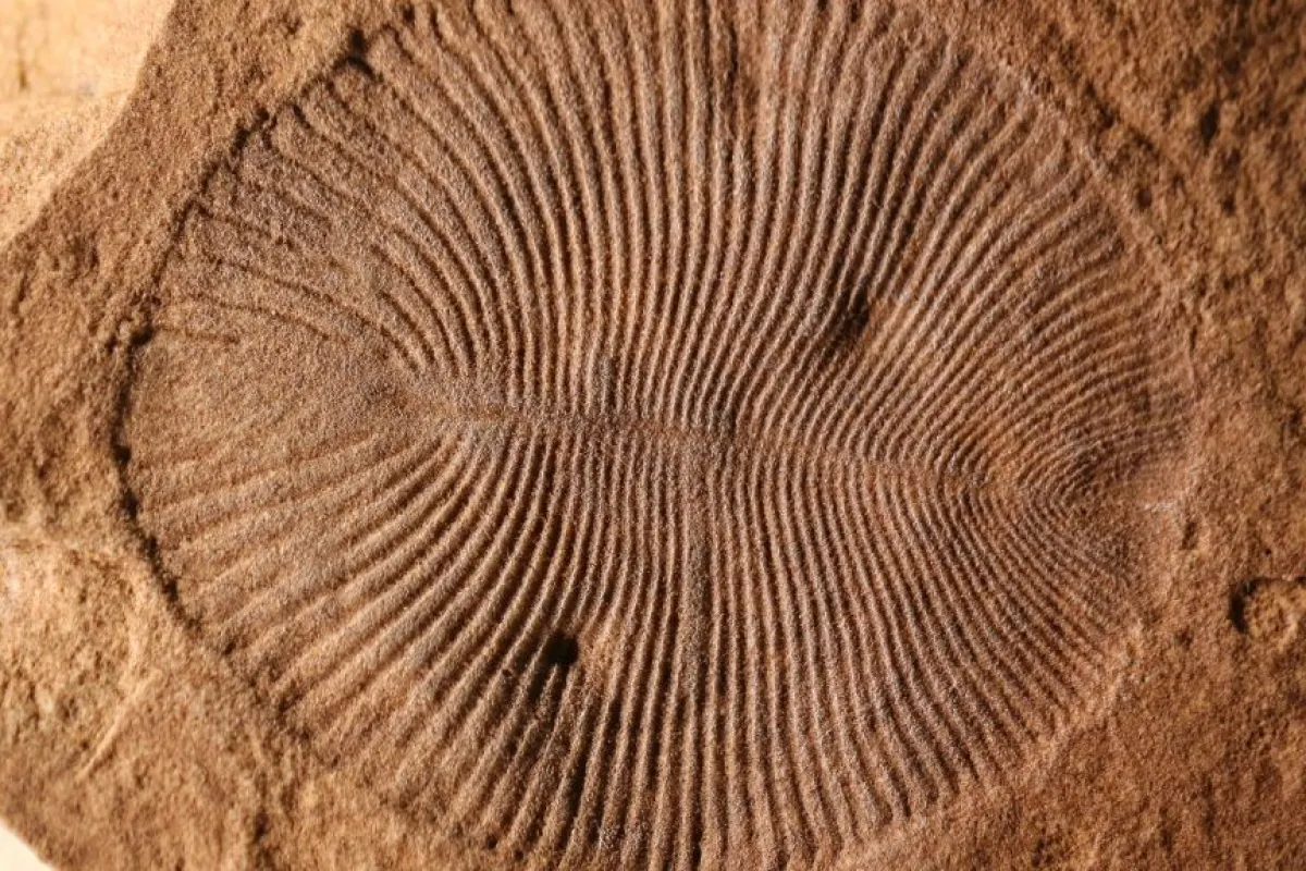 British paelaeontologists have determined that Dickinsonia was indeed an animal