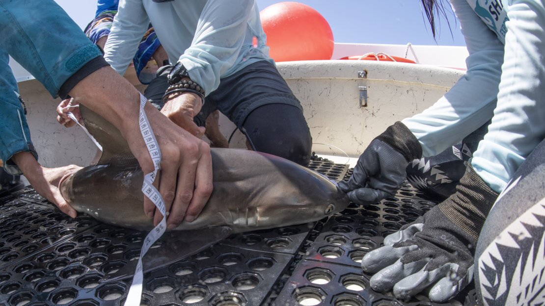 A Caribbean reef shark is measured on deck