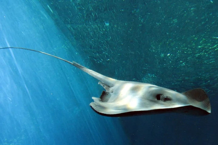 The relatively simple shape and swimming motion of a stingray like this was the inspiration for the research