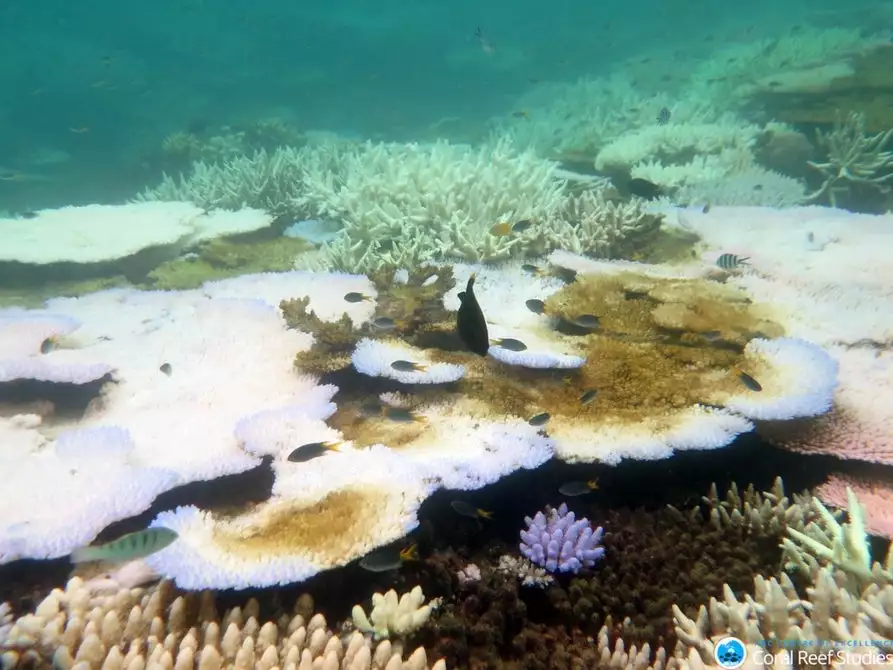 Coral bleaching takes place as a result of abnormal sea conditions