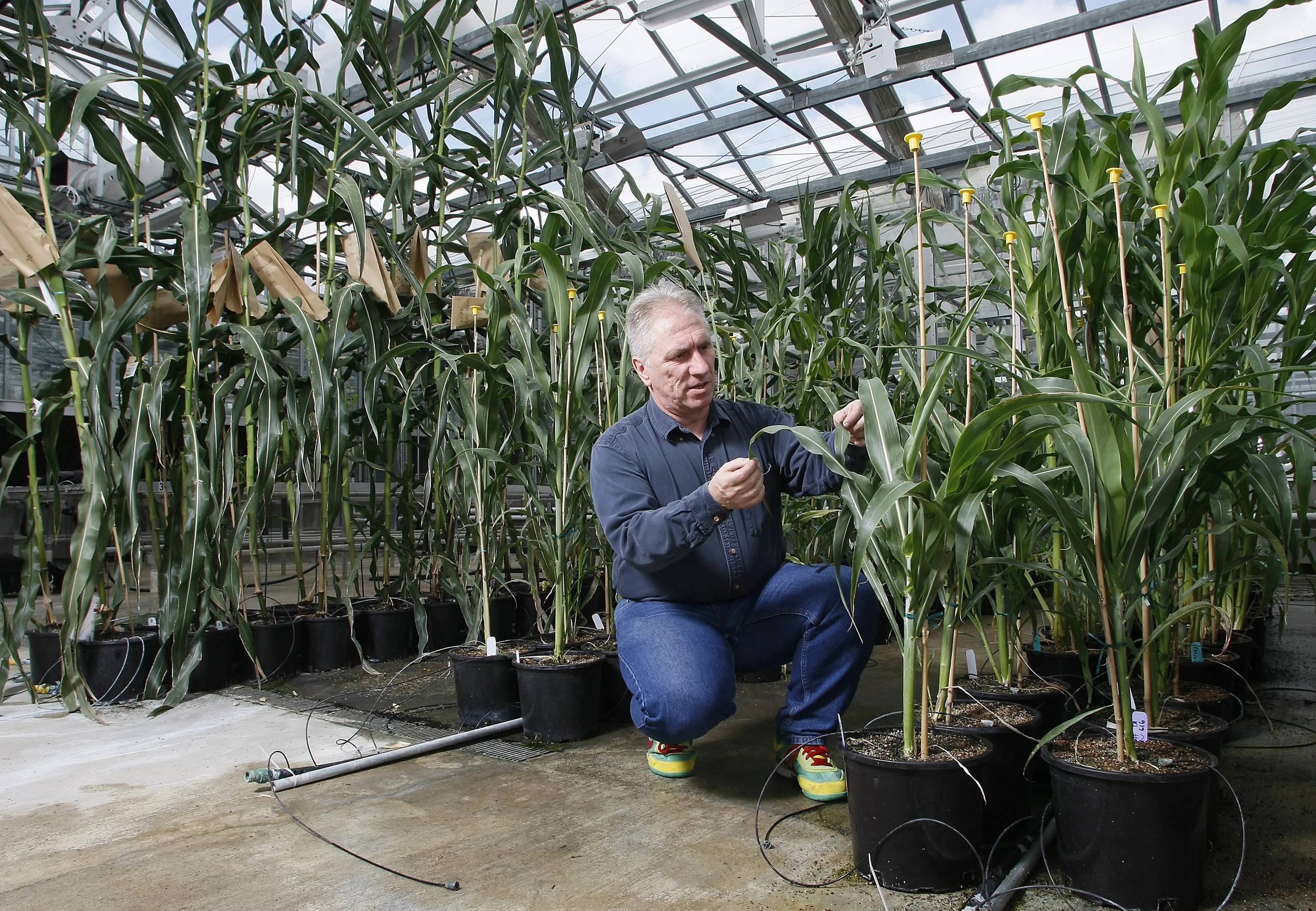 Burkhold Schulz examines sorghum treated with the fungicide propiconazole while untreated corn in the background rises far above the dwarfed grain plants (Photo: Purdue Agricultural Communication photo/Tom Campbell)