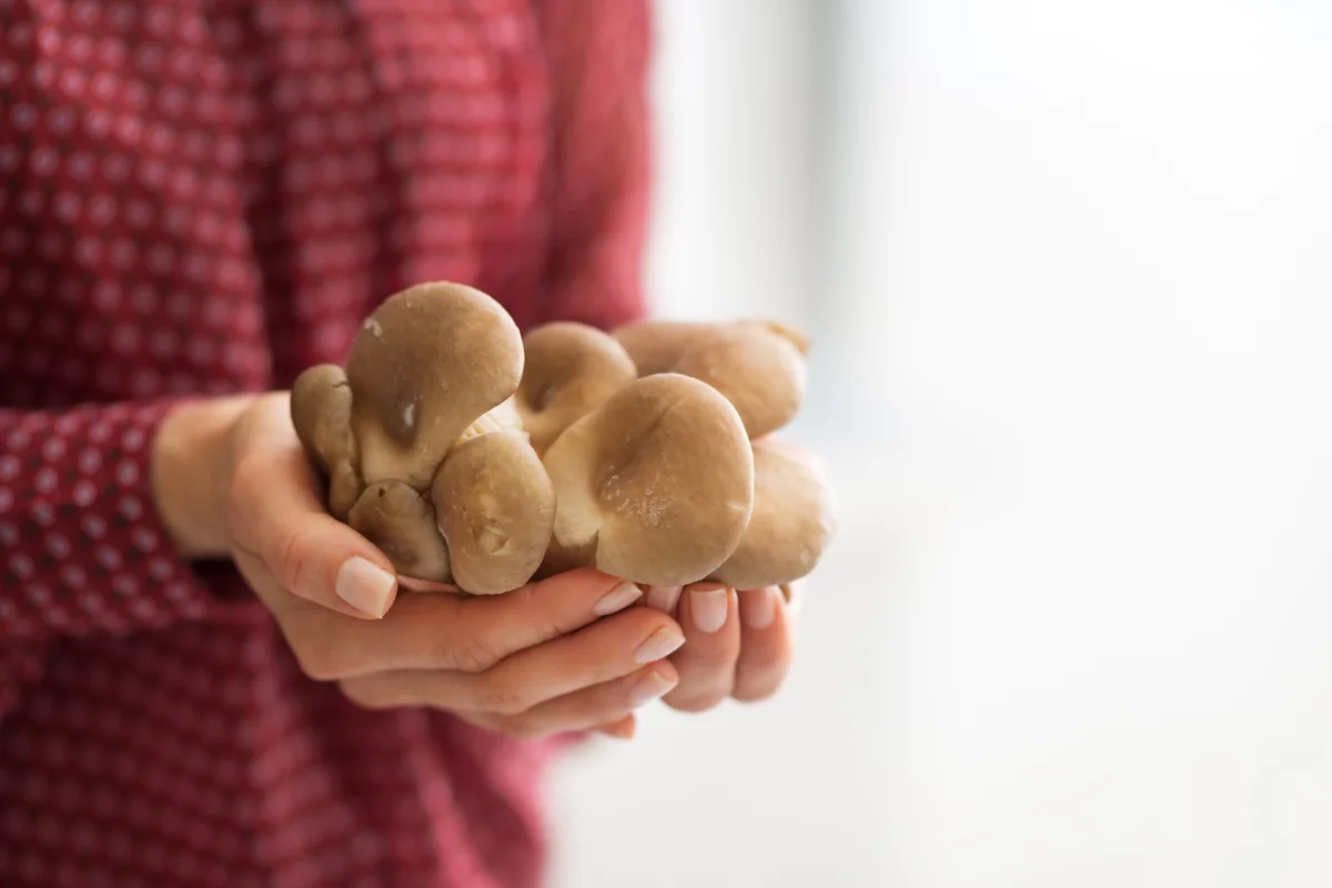 Although fresh oyster mushrooms don't contain much vitamin D, they produce quite a bit when exposed to sunlight