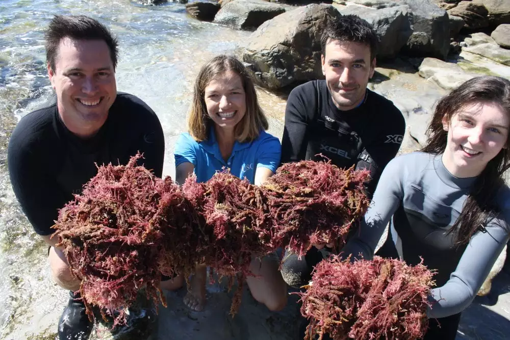 Scientists from the University of the Sunshine Coast with bunches of seaweed shown to eliminate methane emissions in cows
