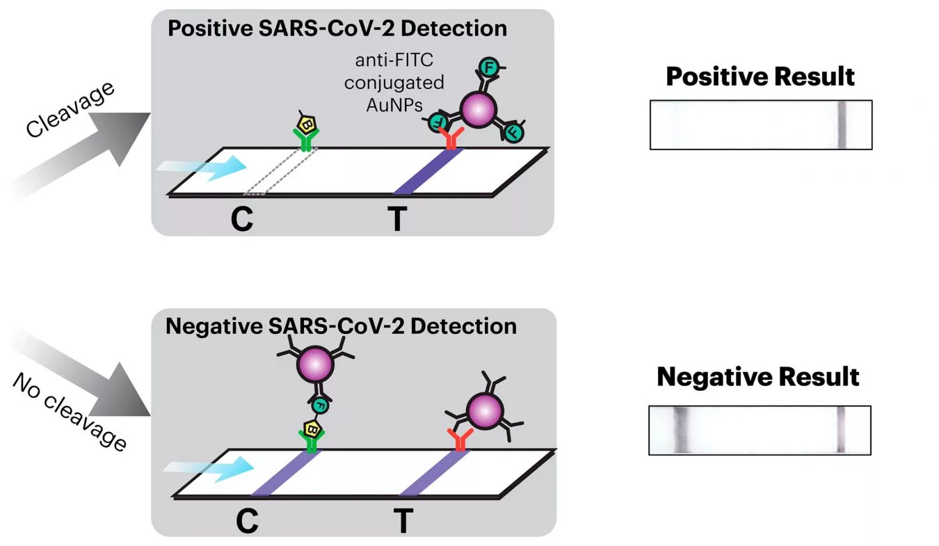 Results are delivered on a simple paper strip but other iterations of the technology included electronics that relayed results to smartphones or computers