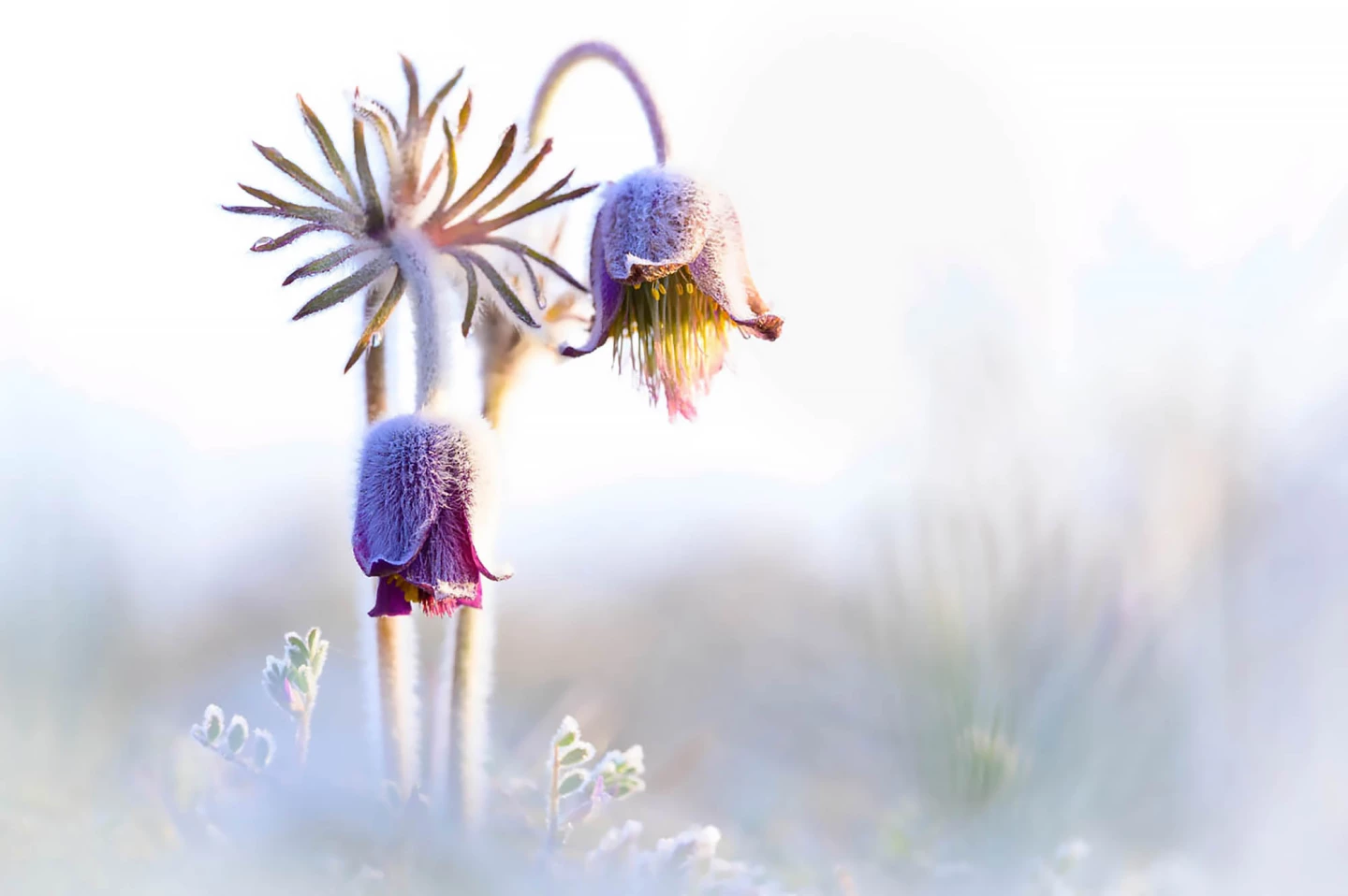 Second place, Plants and Fungi category. "Frozen Bell(e)"