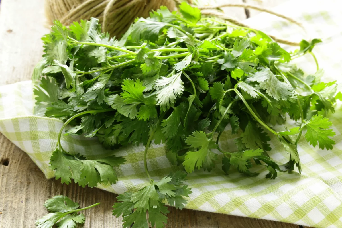 Researchers isolated a specific molecule in cilantro that was shown to underpin the anticonvulsant properties previously associated with the herb