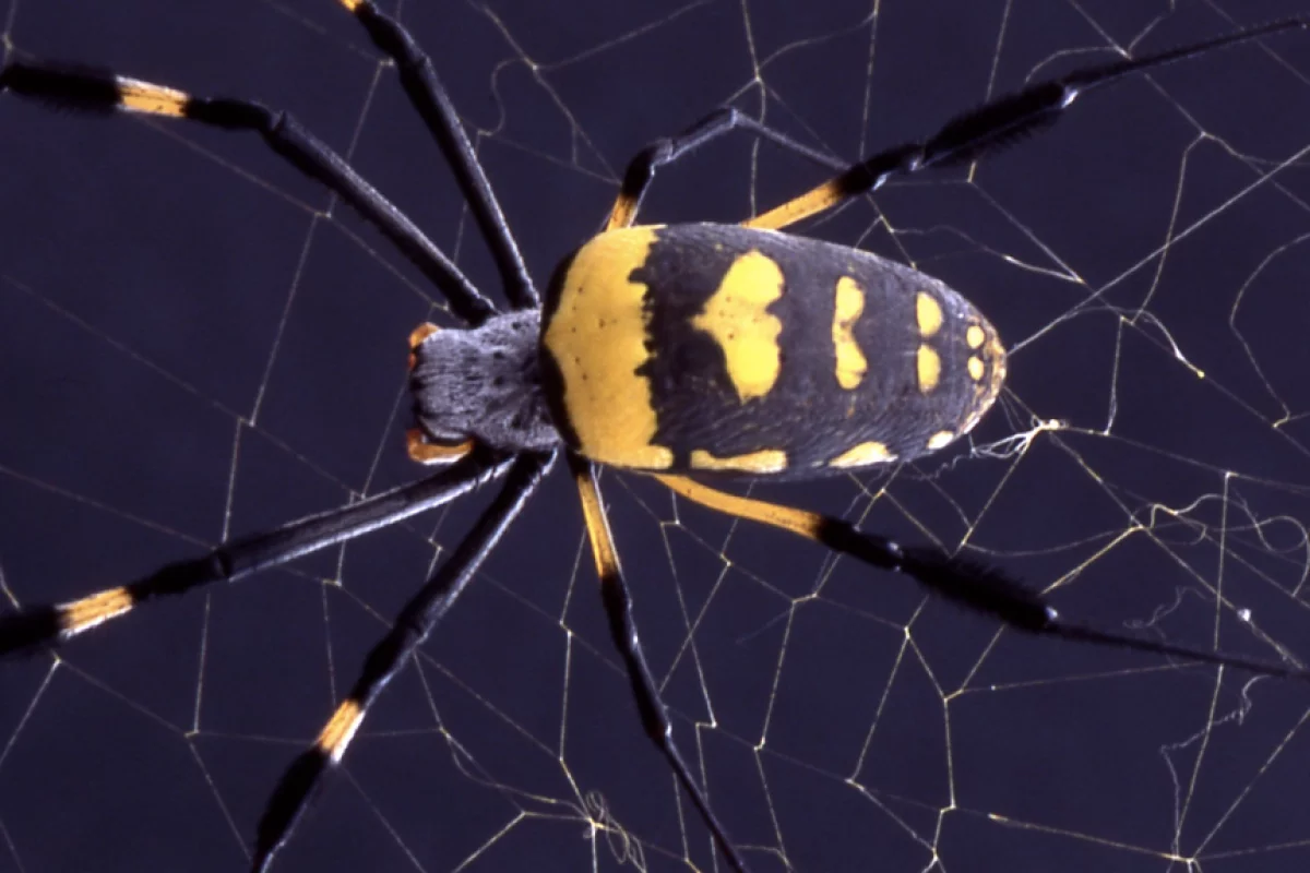 Scientists have created a new 'hybrid' material inspired by spider silk