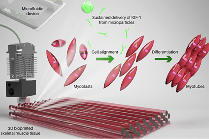 A newly developed bioink promotes the growth and regeneration of 3D-printed muscle tissue