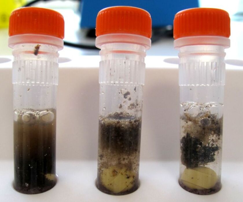 The left and middle vials contain samples taken from Ötzi's small and large intestines, while the right vial is from his stomach. In the last, larger pieces of fatty food are visible