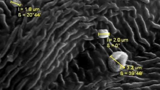 Several small particles on a (wavy) leaf (Photo: Sadie Belica, Western Washington University Geology Department)