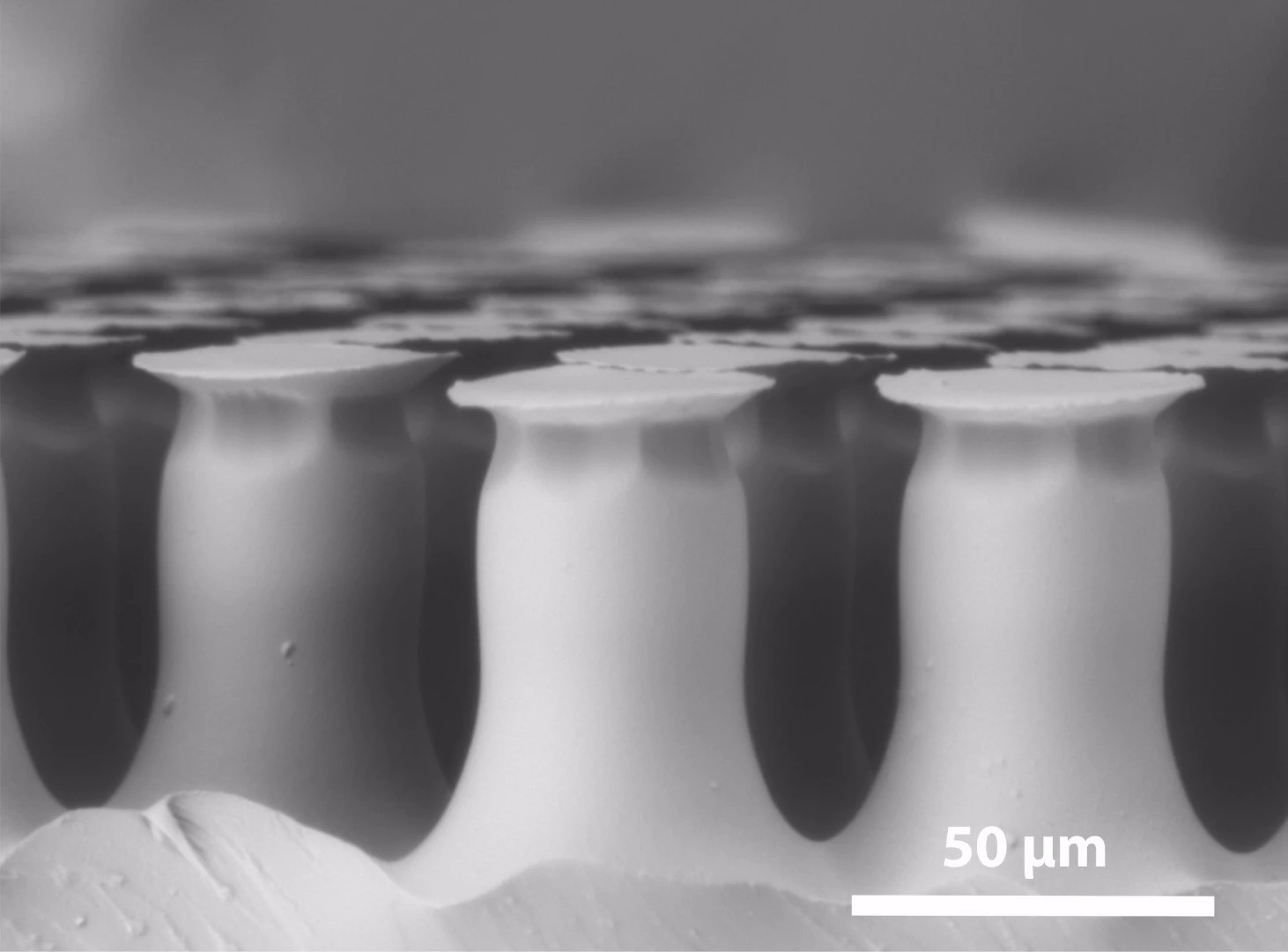 A microscope image of the polymer's mushroom-shaped structures