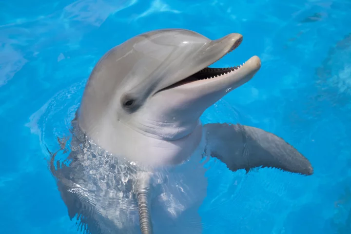 You can tell a lot about a dolphin by its breath (Photo: Shutterstock)