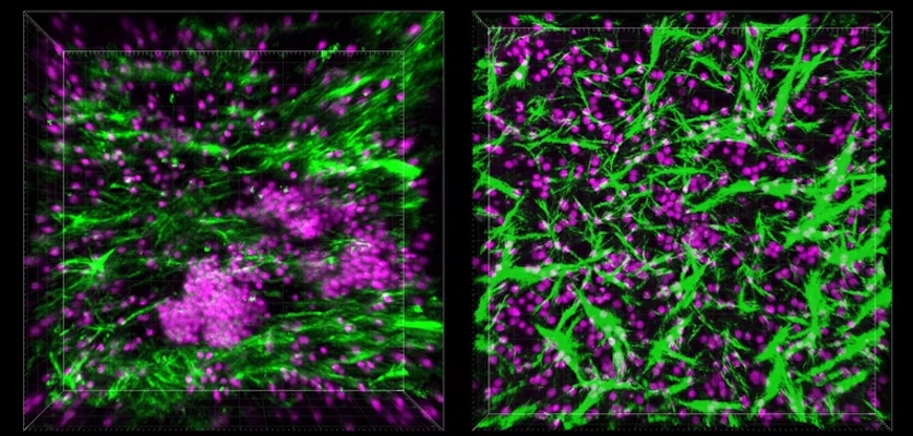 The B and T cells formed clumps that resembled lymphoid follicles when nutrients flowed through the circuit (left), but not under static conditions (right)