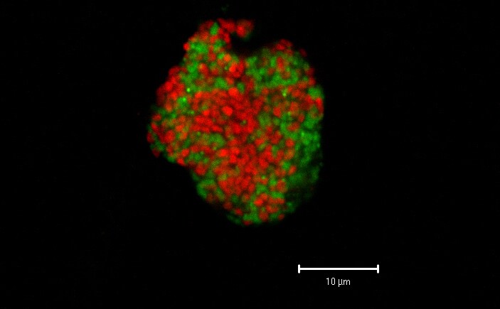 Two types of microorganisms, archaea in red and bacteria in green, work together to harvest methane from seafloor vents