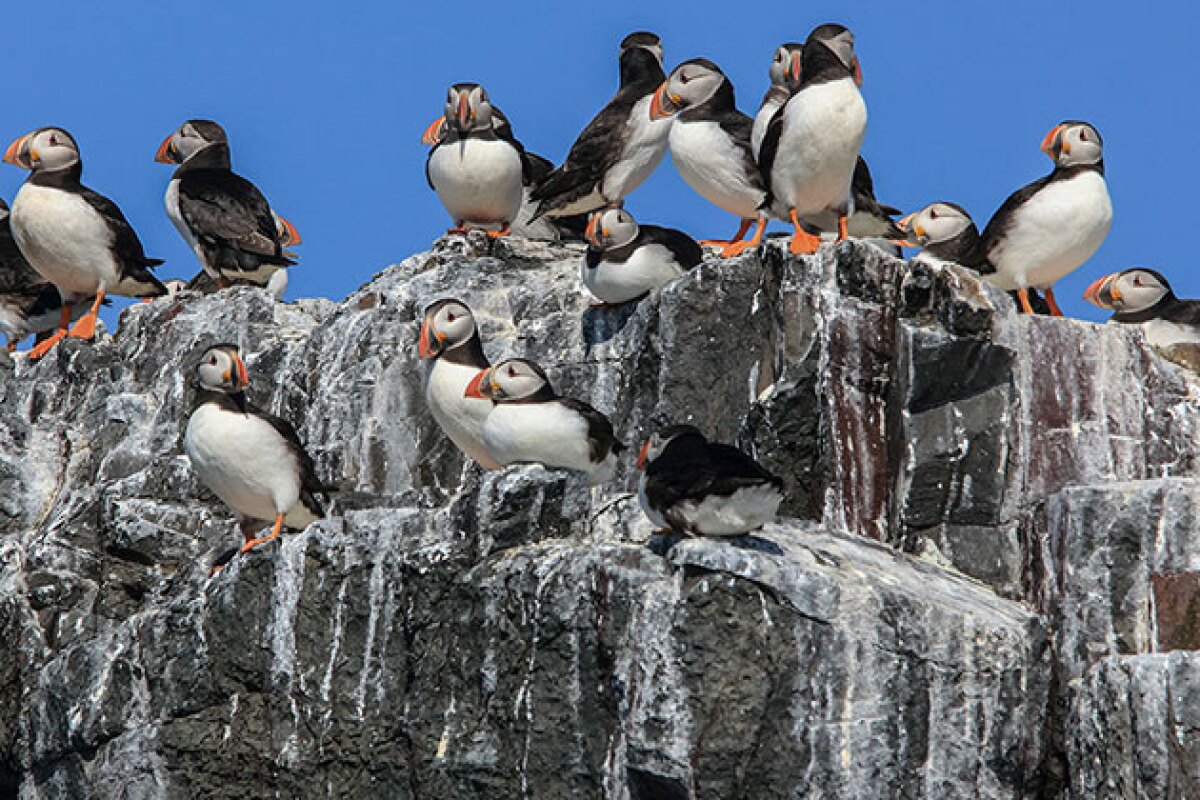 The researchers calculate that the cooling effect could exceed 1 W per meter squared near the biggest bird colonies