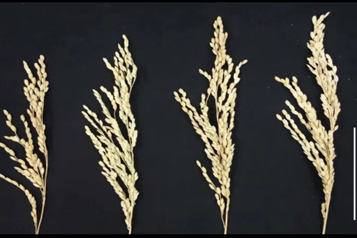 On the far left is a wild, unenhanced rice plant, and the other three display improved growth and grain from the new bioengineering technique