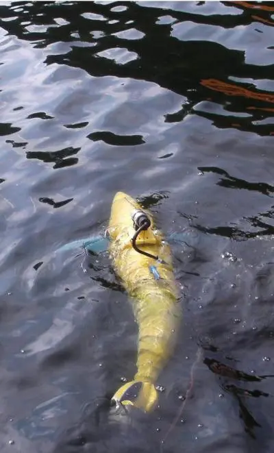 BIOSwimmer™ in the water during testing. Note: the tether line is for the camera, not for the fish (Photo: Boston Engineering Corporation’s Advanced Systems Group in Waltham, Massachusetts)