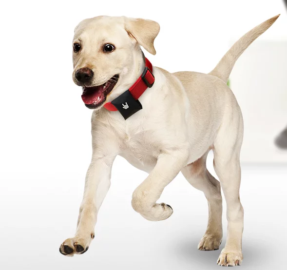 A dog wearing the Puppy tracking system