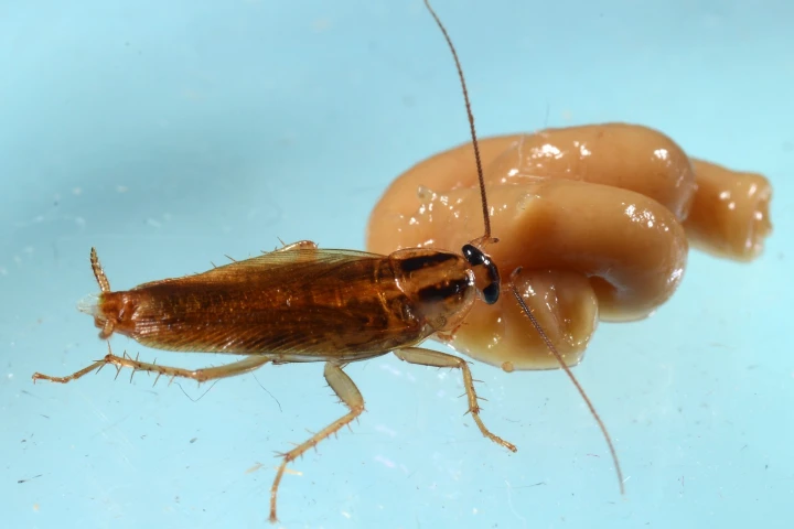 A cockroach feeds on an insecticide in the lab portion of new experiments at Purdue University