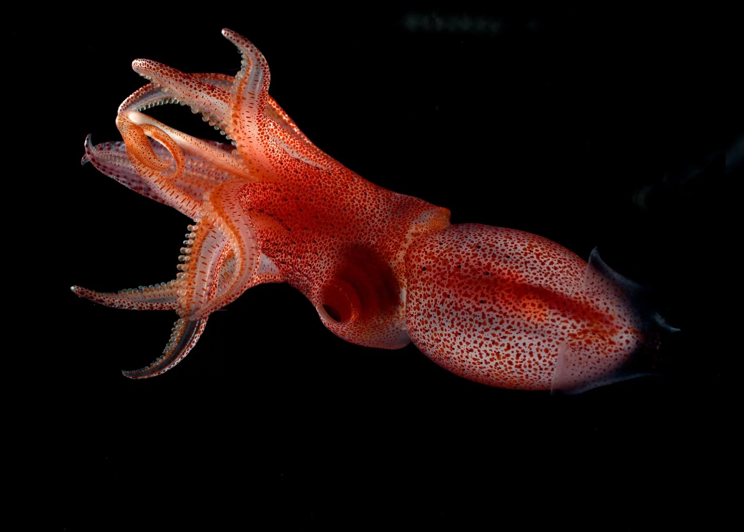 Histioteuthis heteropsis, also known as the cockeyed squid, has two different types of eyes