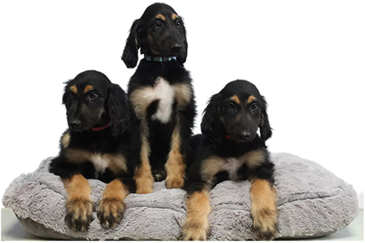 These three healthy puppies are clones of a clone