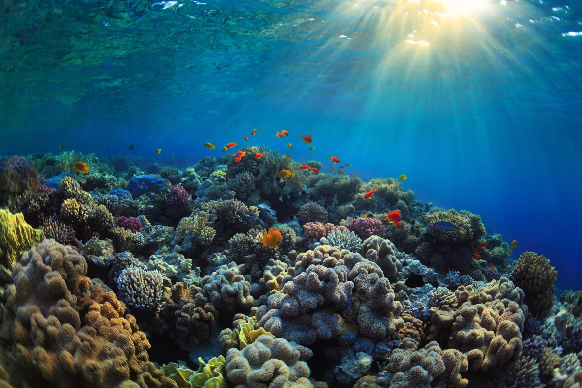 By searching seawater samples for DNA, scientists can tell how many living corals are present on reefs