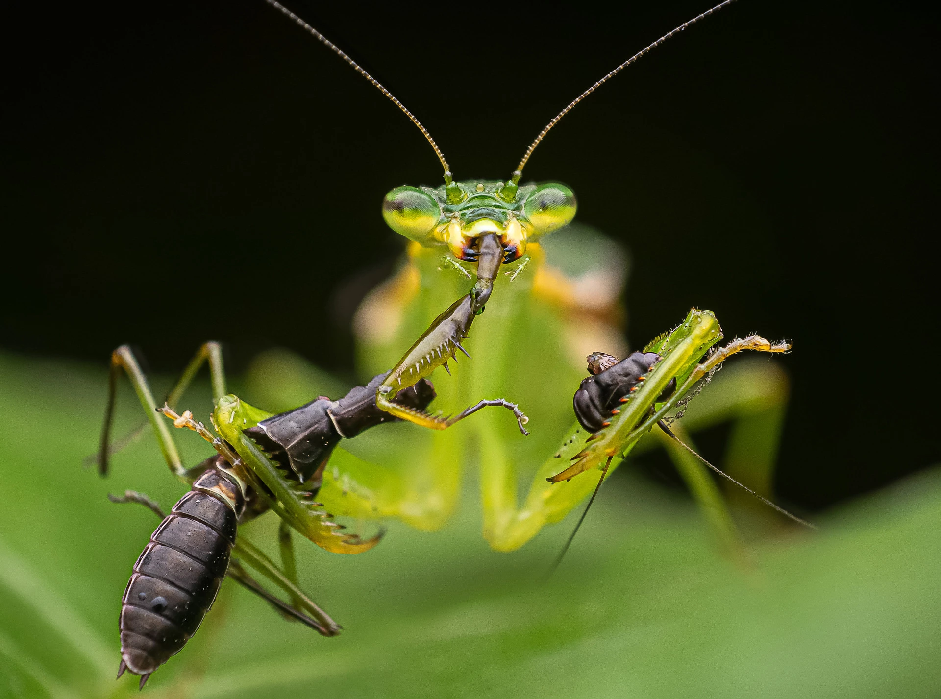 2nd Runner up - Animal Behaviour. Kolkata, West Bengal.