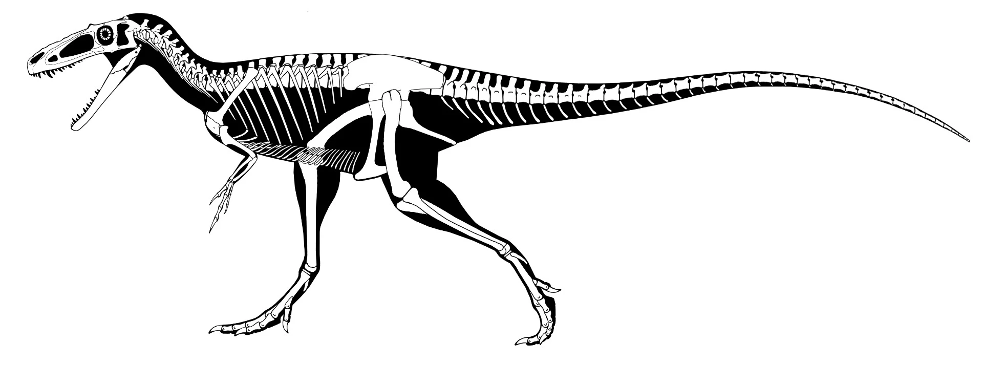 A skeletal reconstruction of S. hazelae