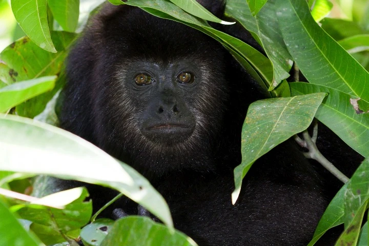 Howler monkey deaths, while tragic, can alert neighboring villages to impending outbreaks of yellow fever